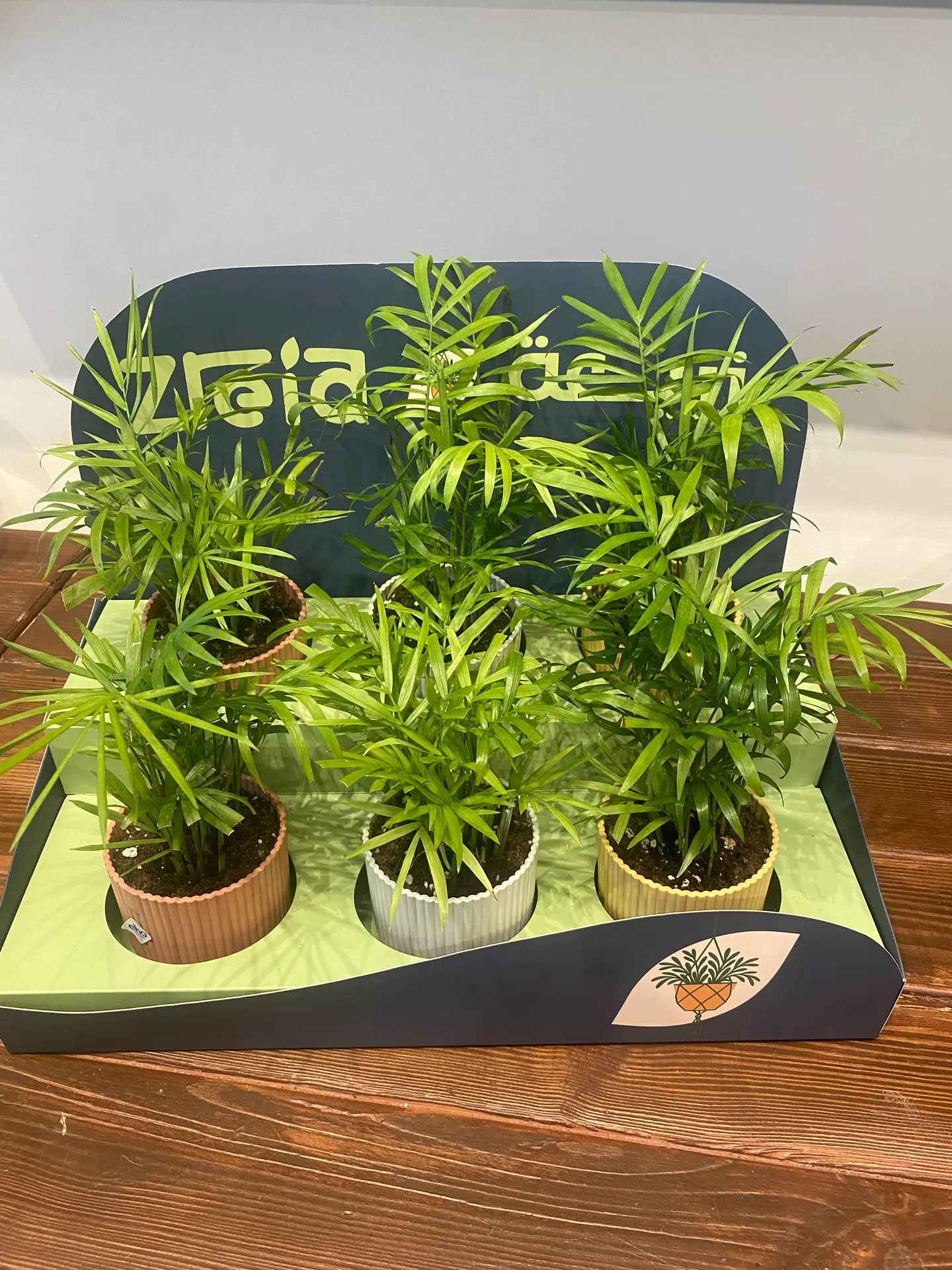 بوكس هدايا مجمعة عباره عن 6 حبات من نبتة الشامدوريا الانيقة بأكثر من لون للحوض تناسب جميع الهدايا والتوزيعات