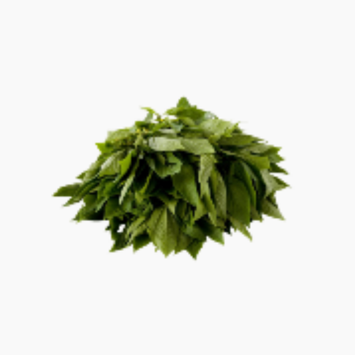 Organic Molokhia Plate