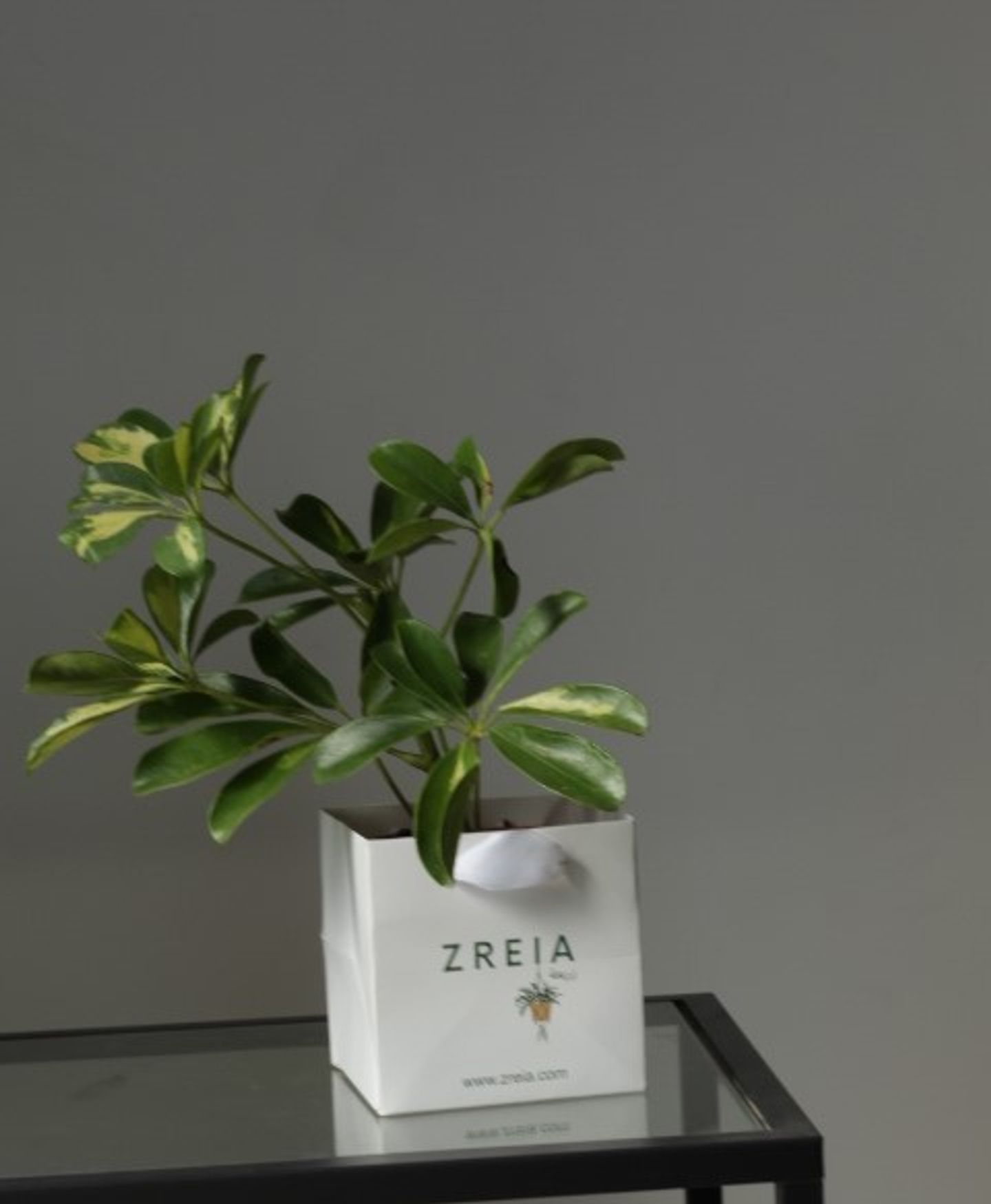 A Mottled Schefflera Plant Prepared In A 12cm White Zreia Package