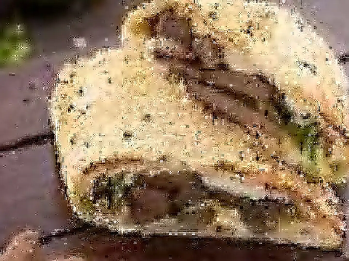 Fatera