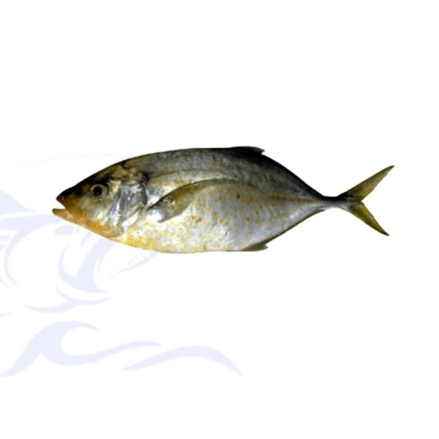 Bagrus Fish