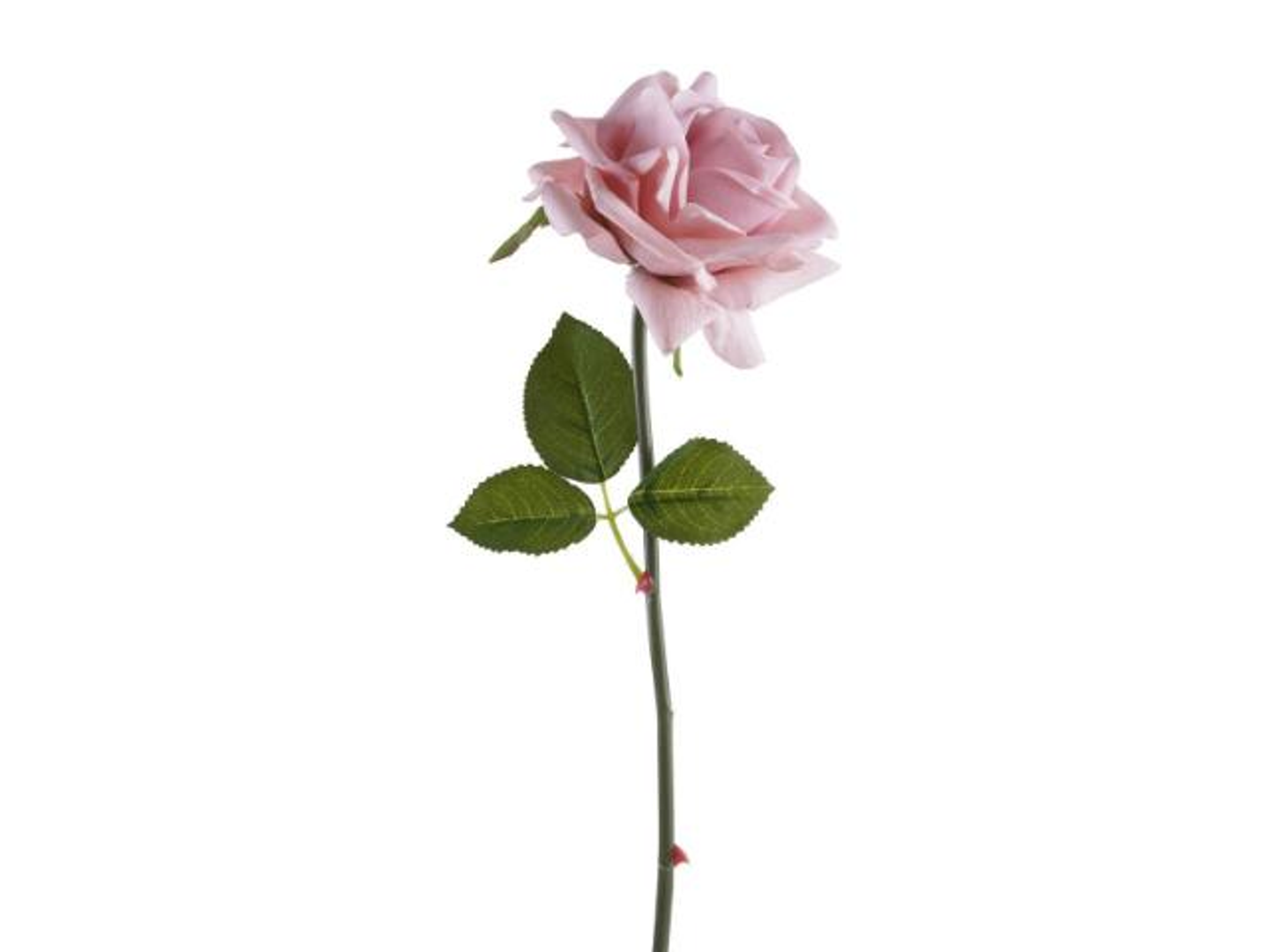 وردة جوري بالحبة وردية