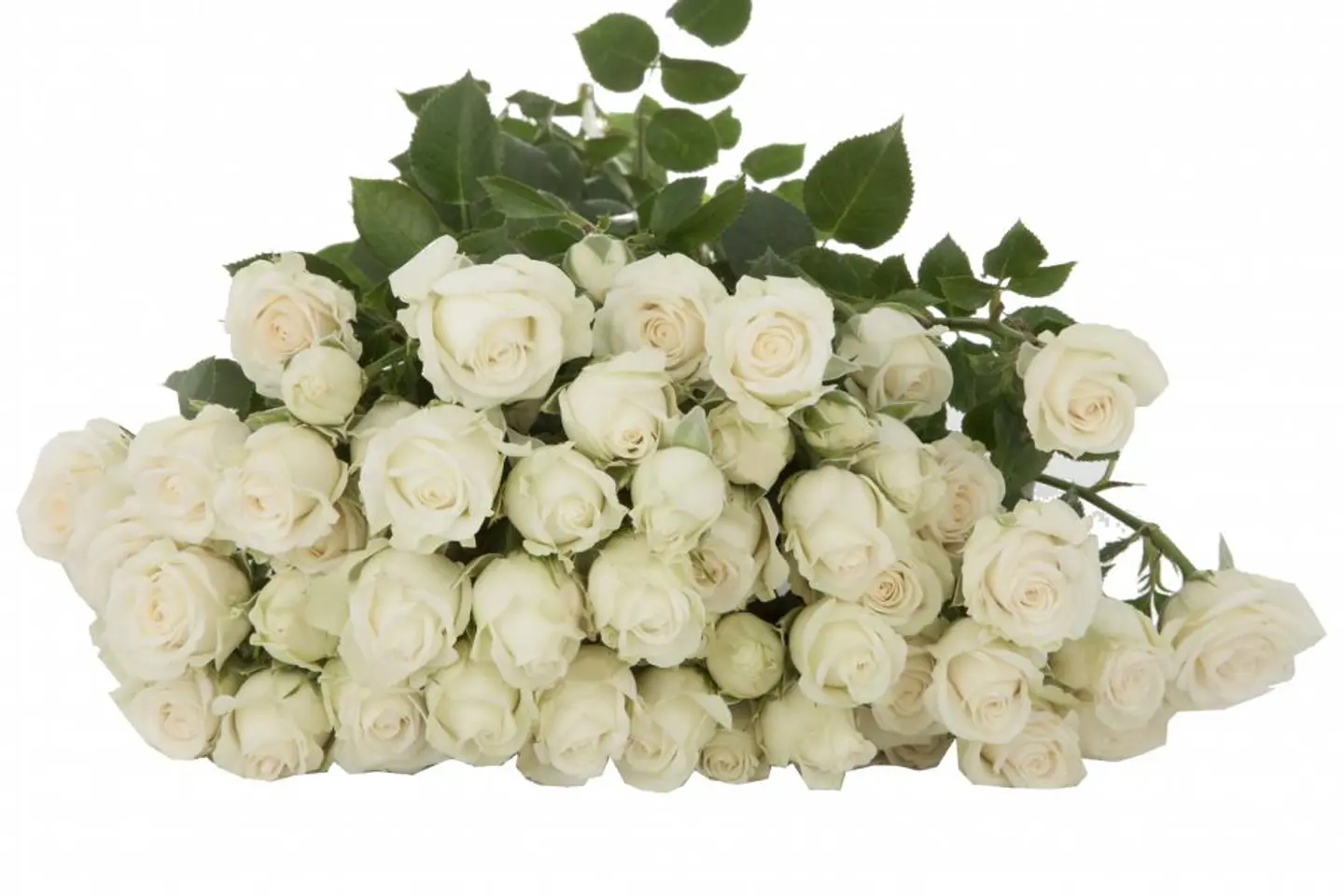 A2 White Spray Rose 10stem