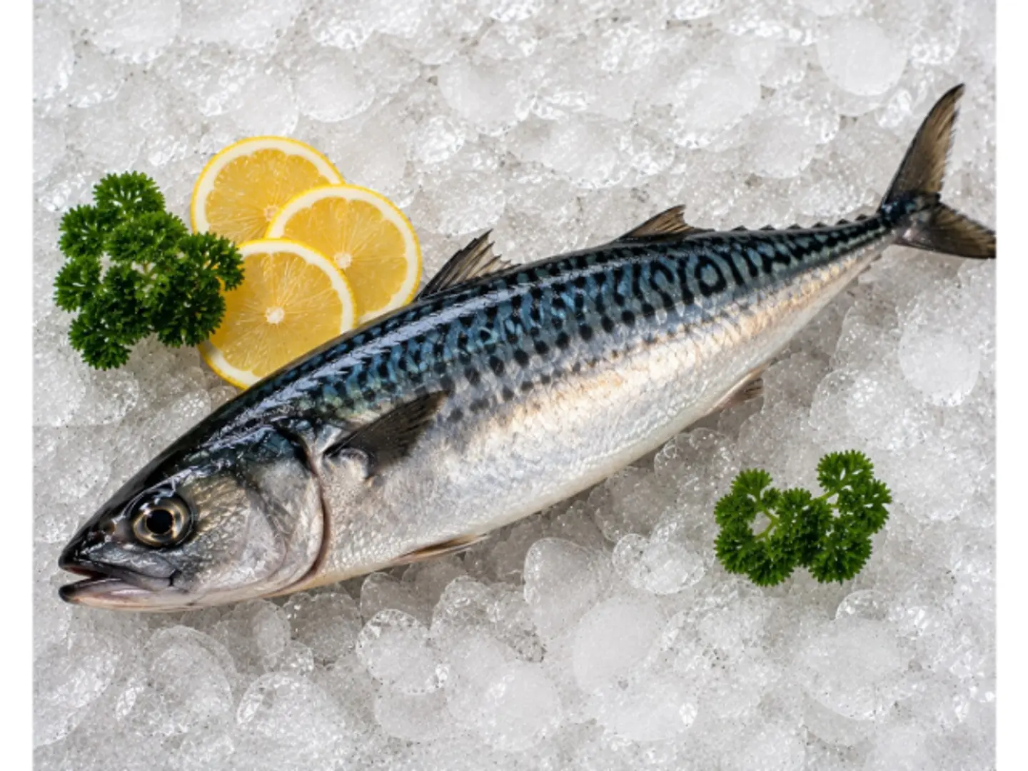 Mackerel
