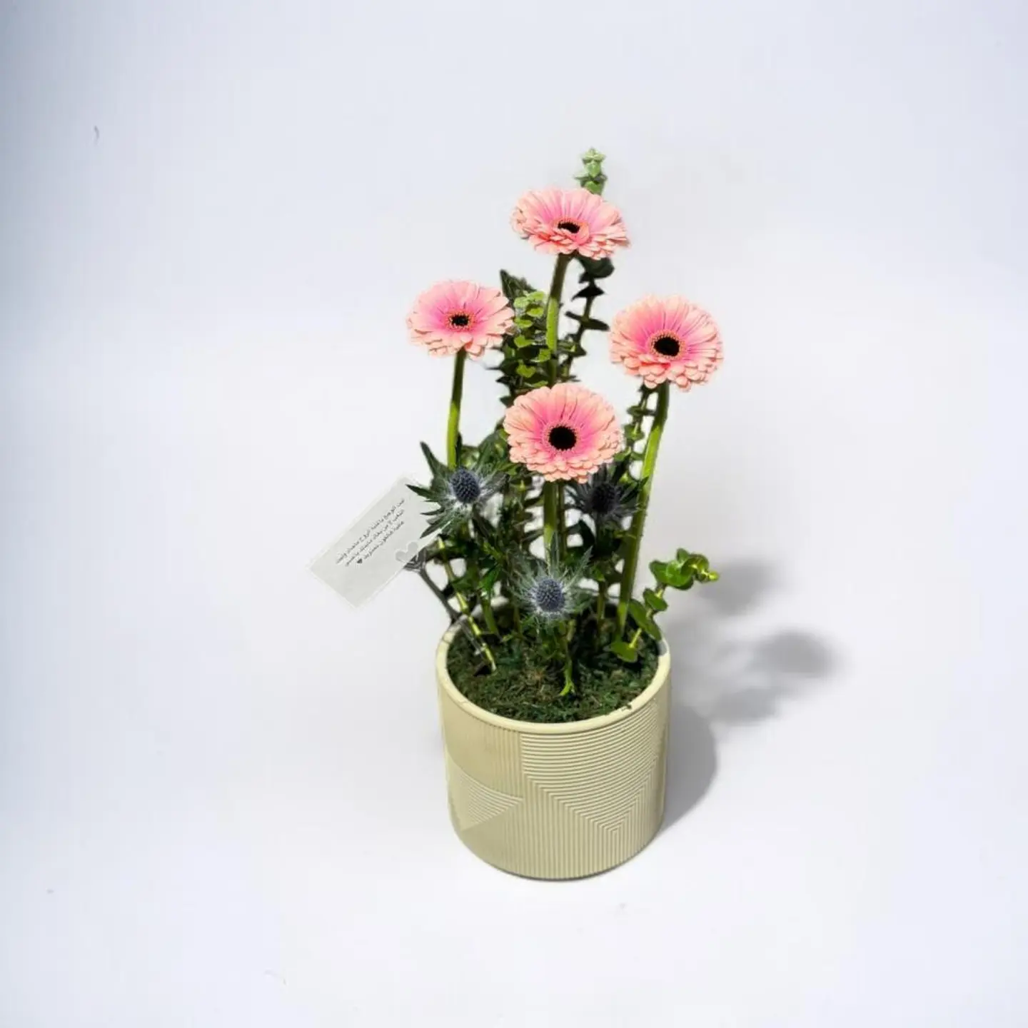 حكاية أغصان خجولة