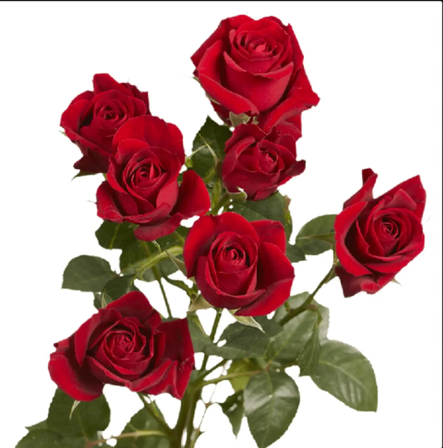 Baby Rose Red