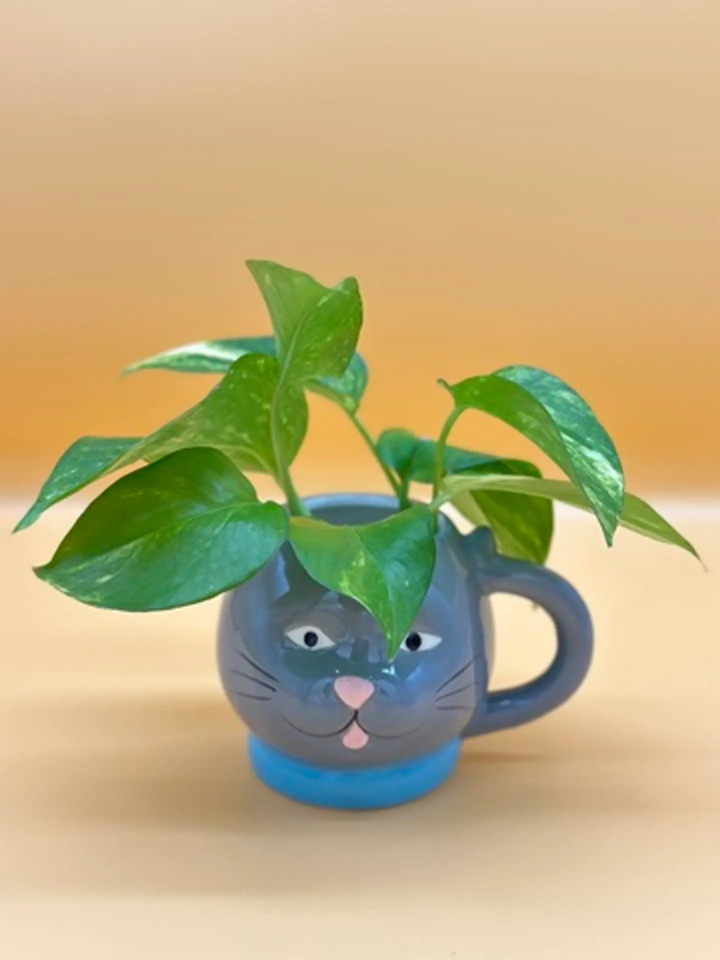 Natural Plant 4 1with Cub