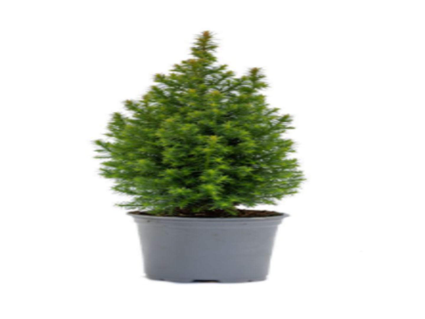 Conifers