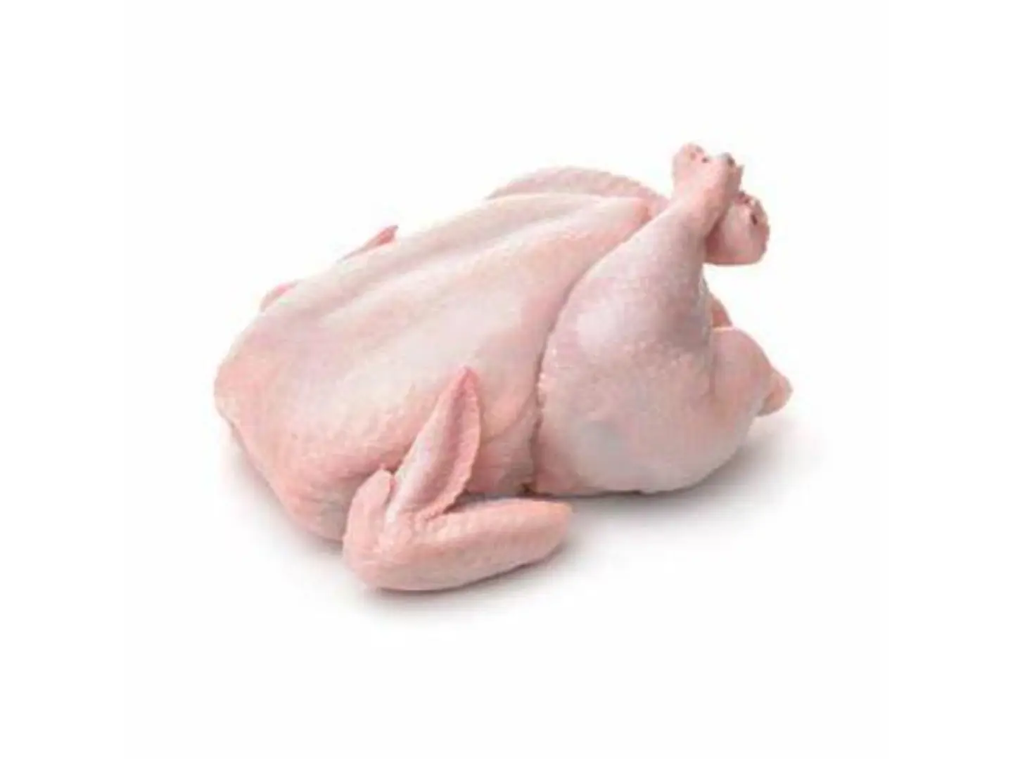 دجاج مقاس900