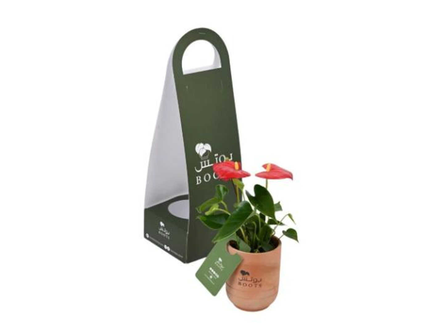 8  Anthurium Flower In A Holder