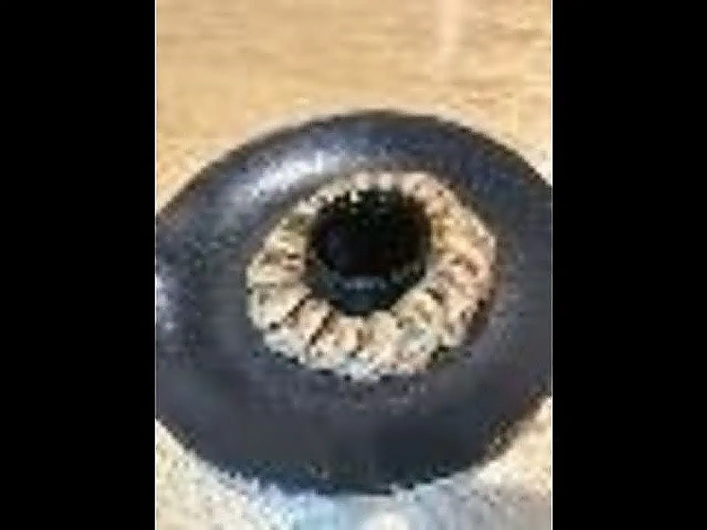 مصابيب بالعسل +( مشروب ساخن شاي تلقيمة او كرك)