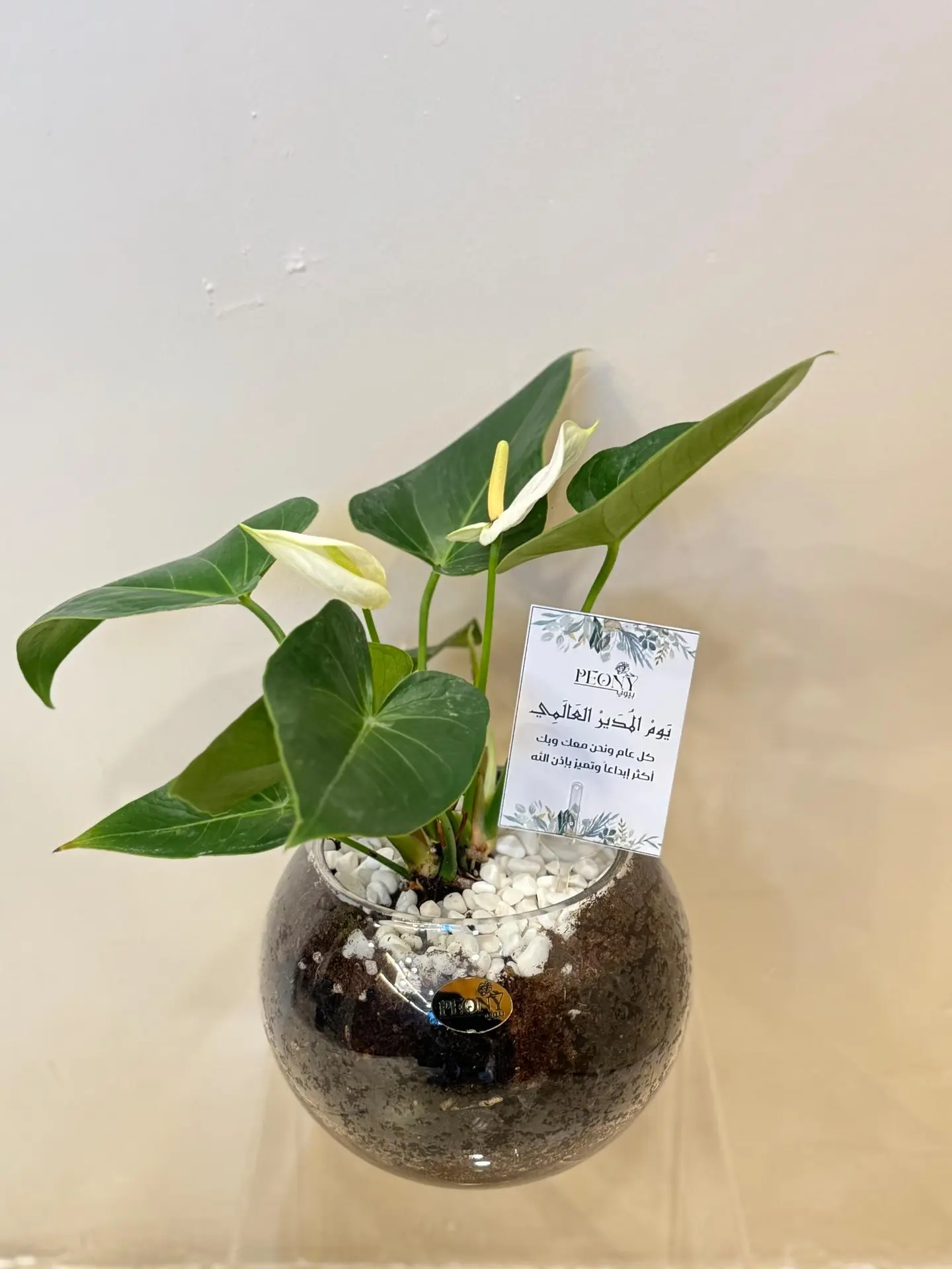 White Anthurium Vase