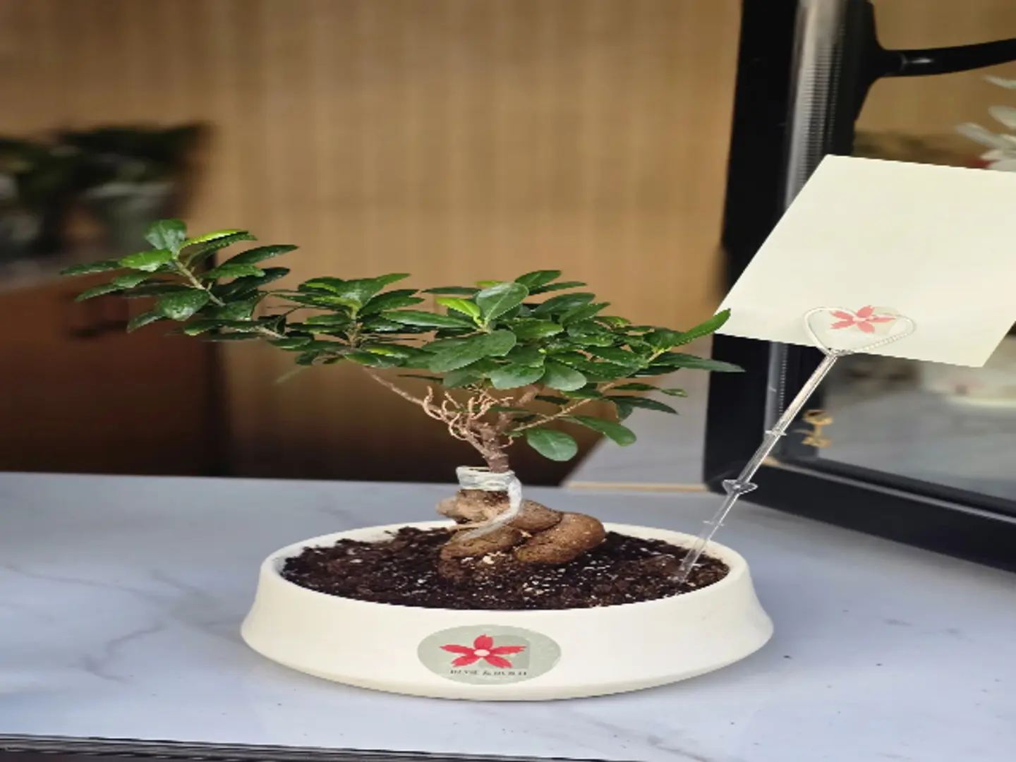 Bonsai Plant