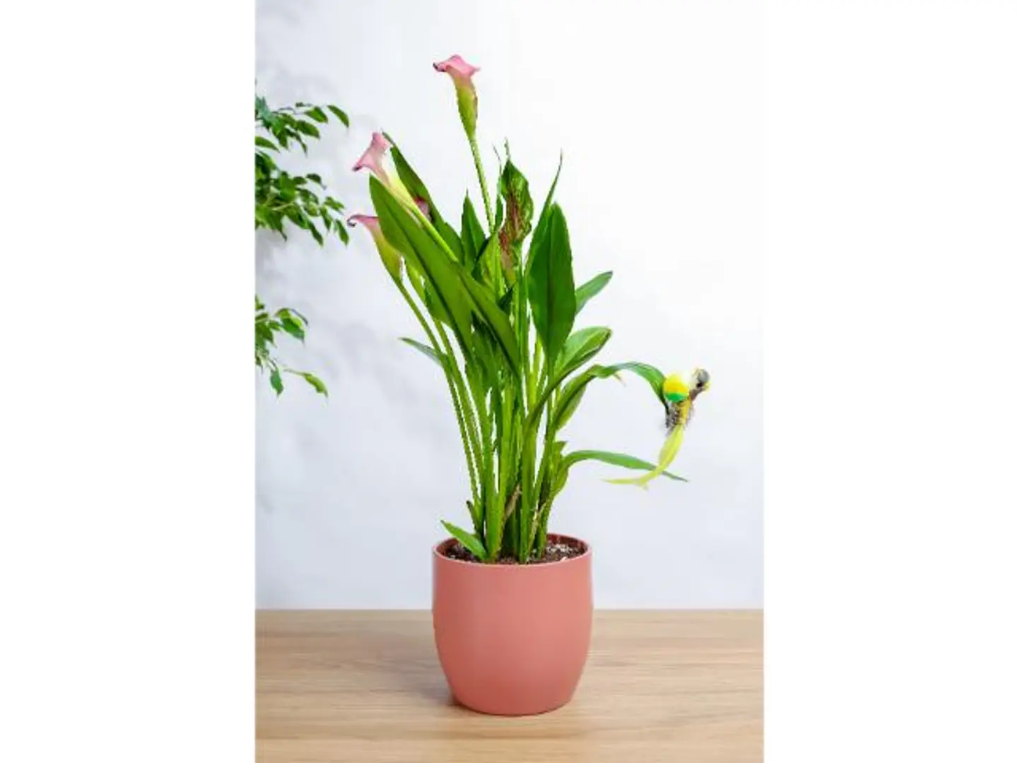 Purple Calla Lily Plant In A Pink Marble Basin