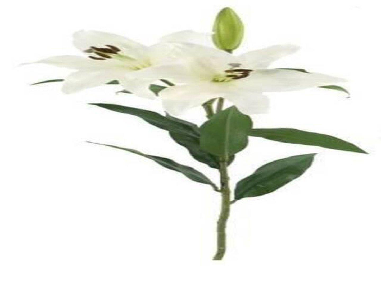 Casablanca White