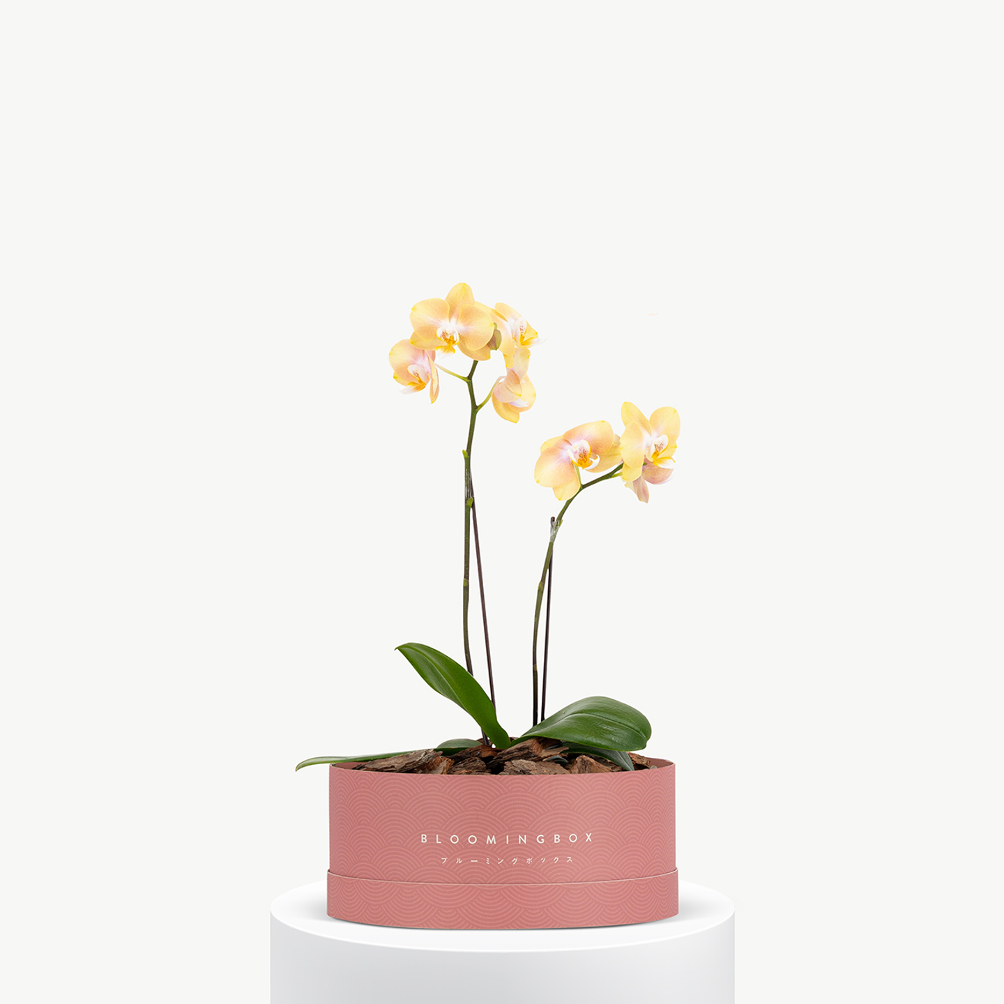 Mini Orchid