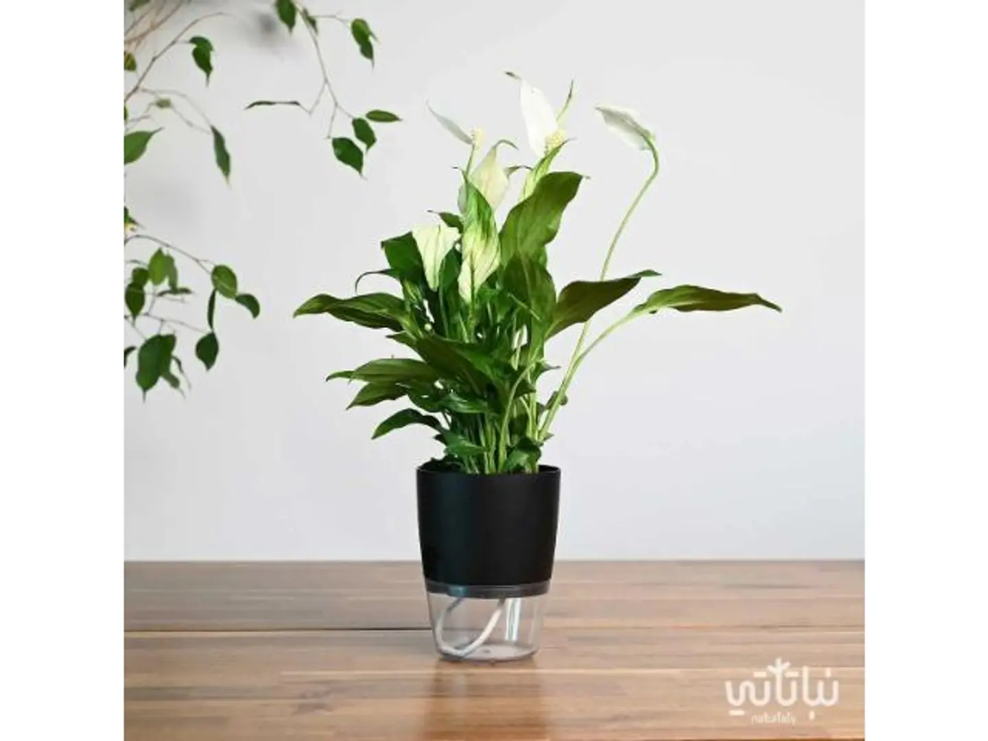 Peace Lily Self Watering