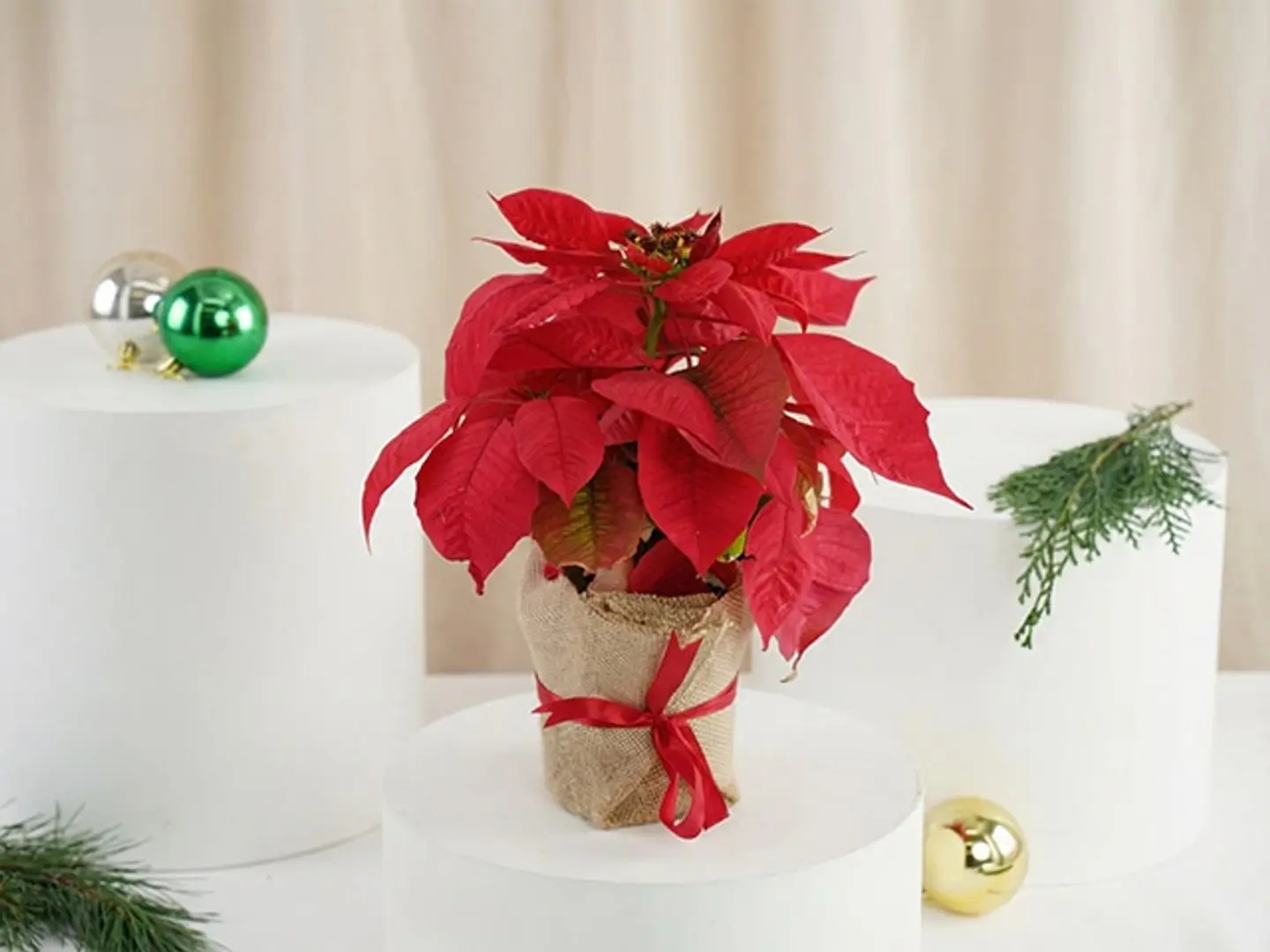 نبات البونسيتيا مغلف بالجوت