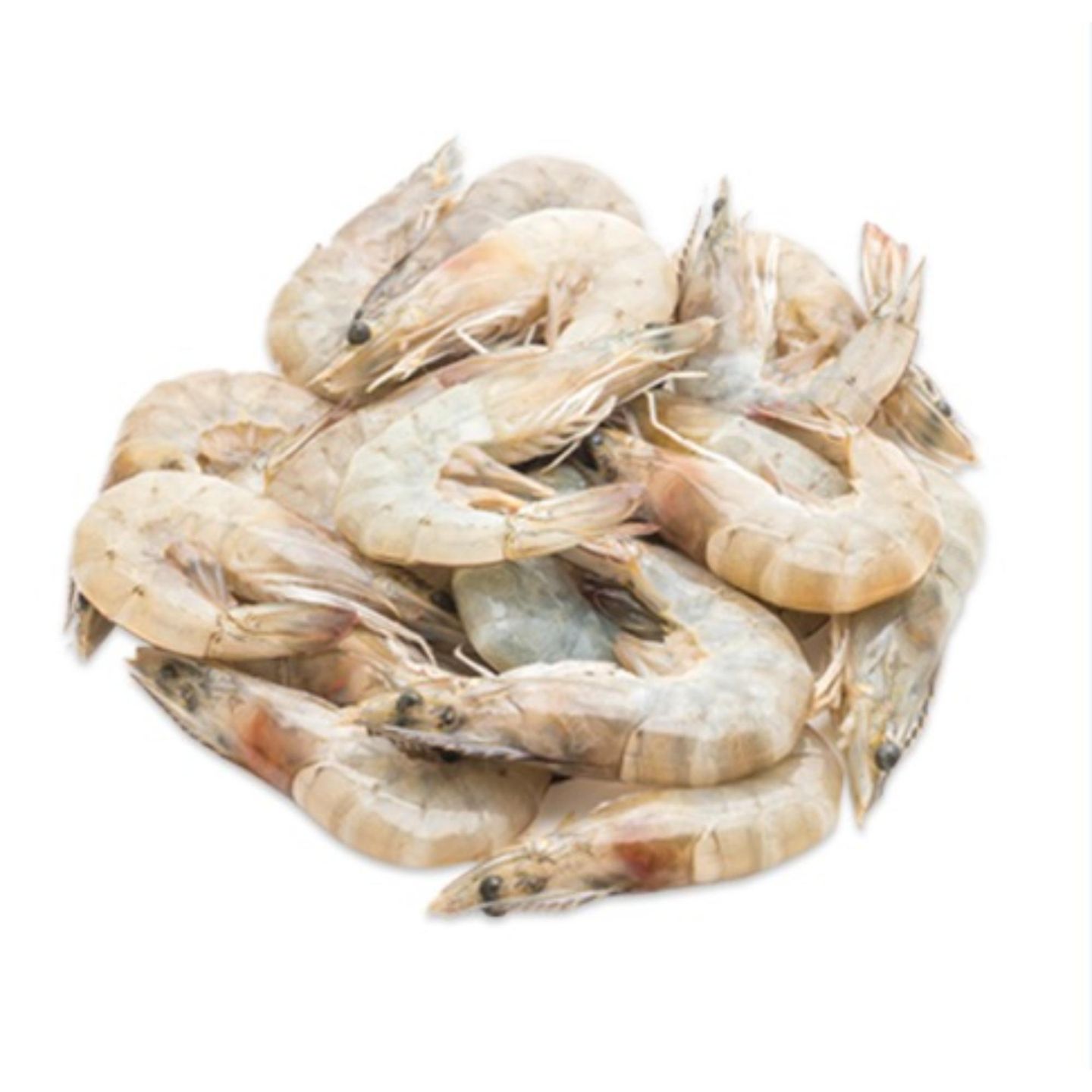 Medium Shrimp