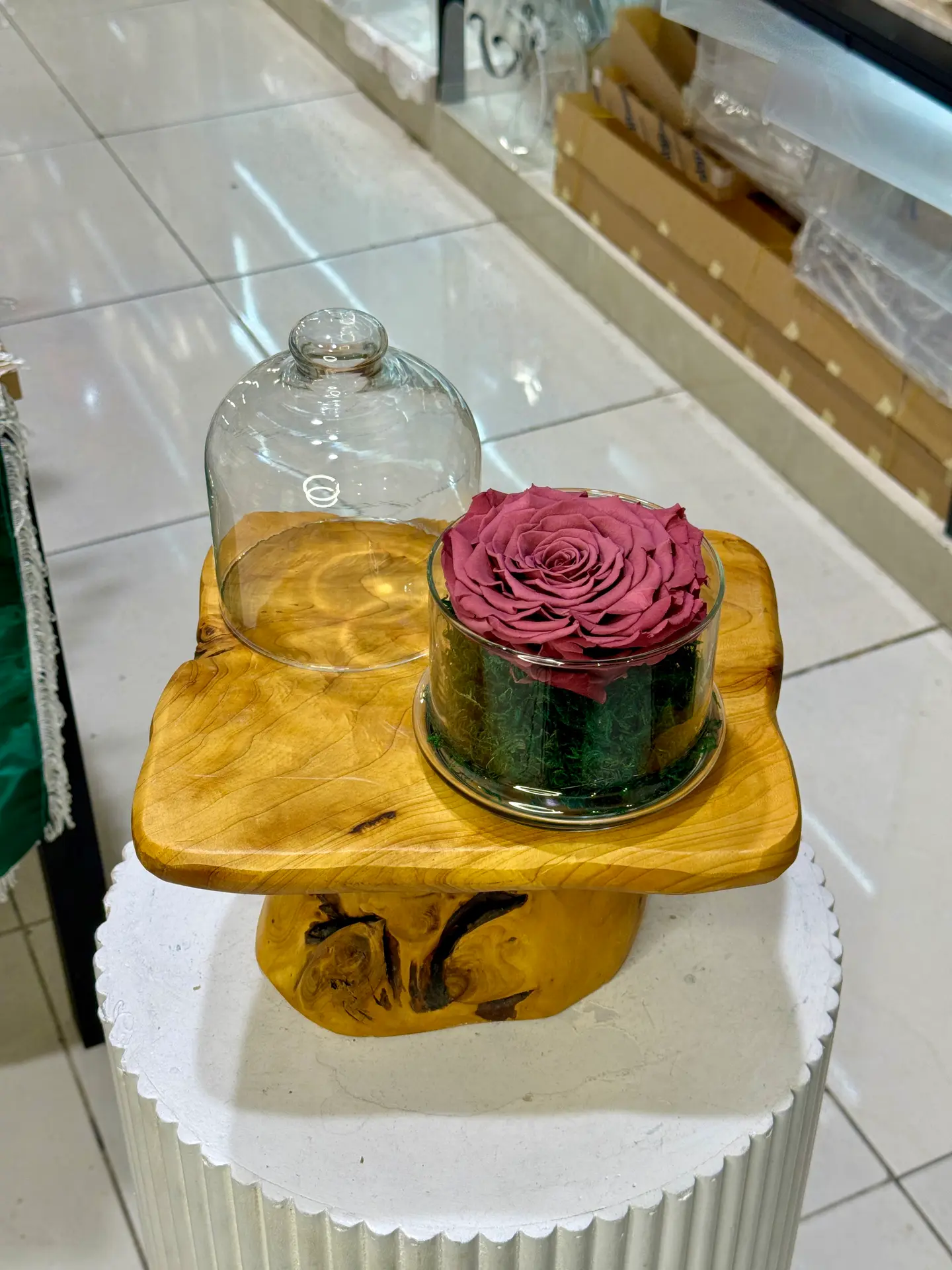 وردة دائمة موف