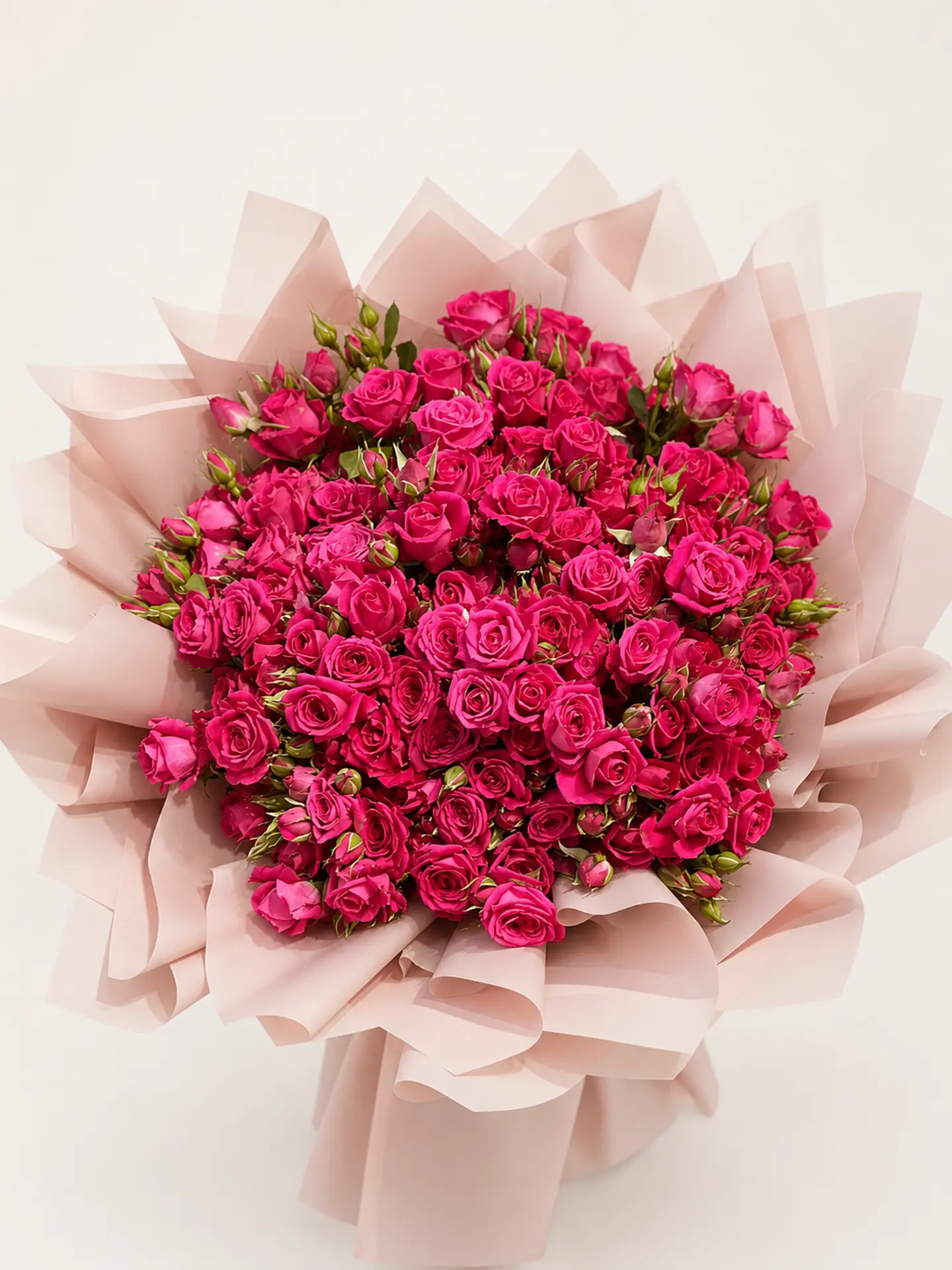 Rosa Viva