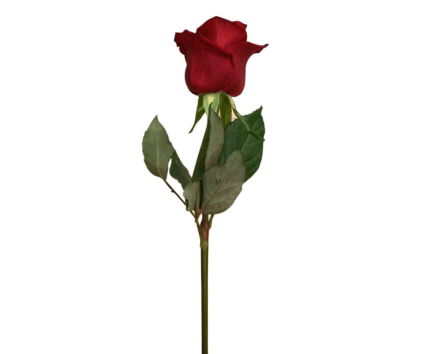 وردة حمراء