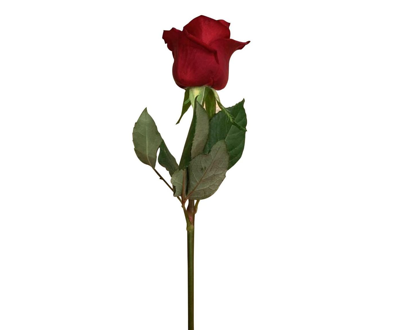 وردة حمراء