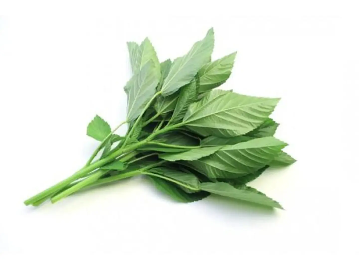 Green Molokhia
