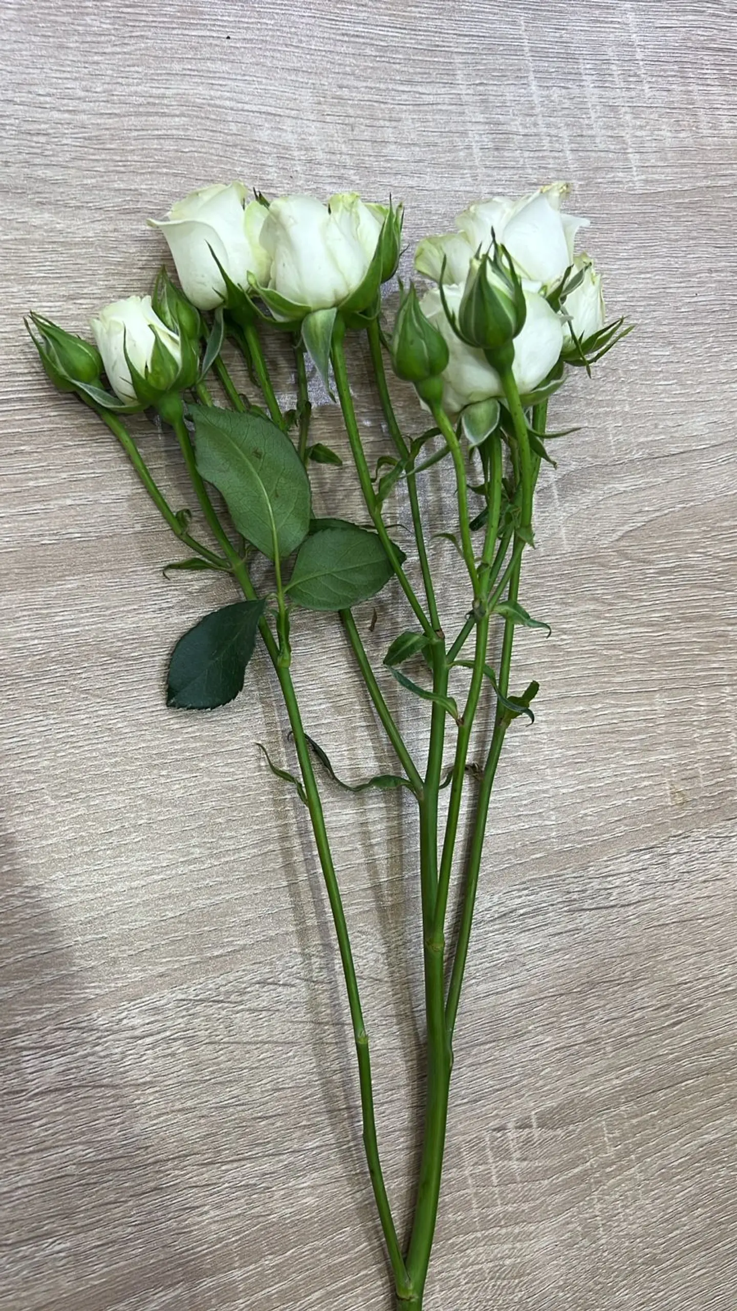Baby Ghore White Color