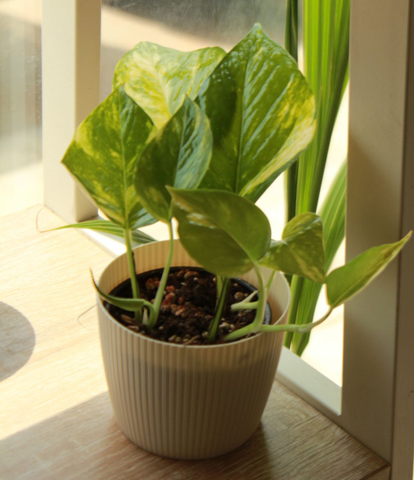 The Pothos Plant Is Ready In A Pot