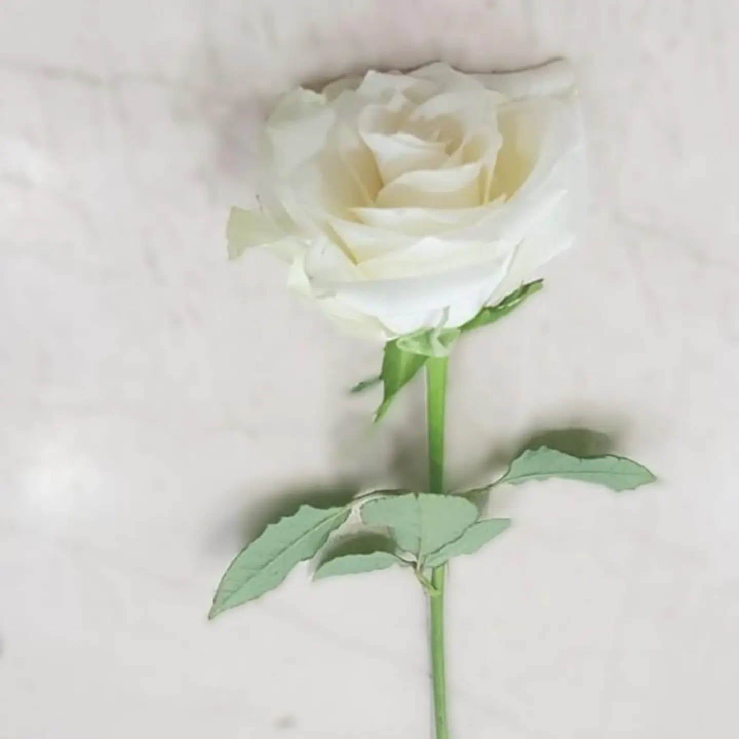 White Rose