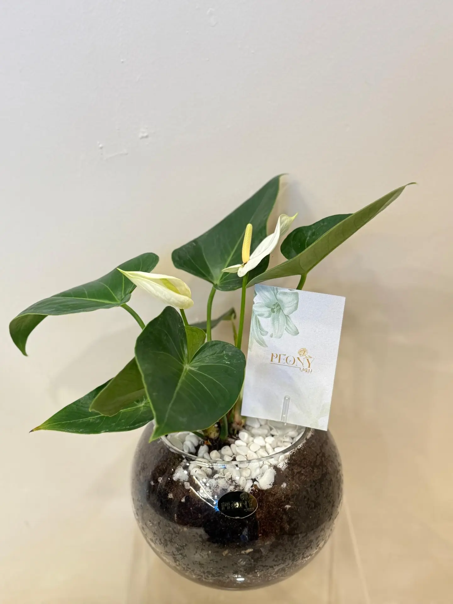 White Anthurium Vase For Boss' Day