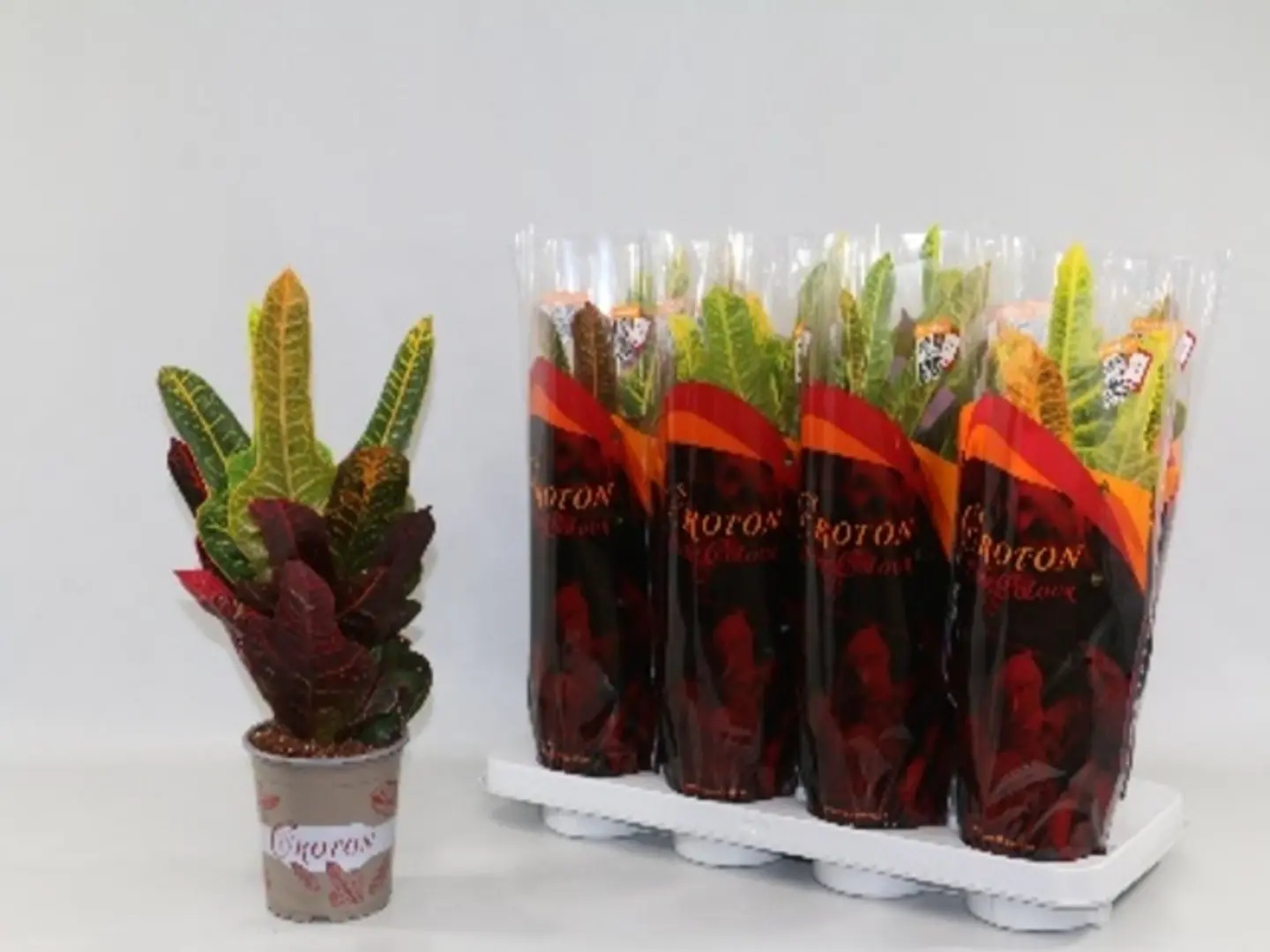 Codiaeum Var. Gr Petra P12 H40