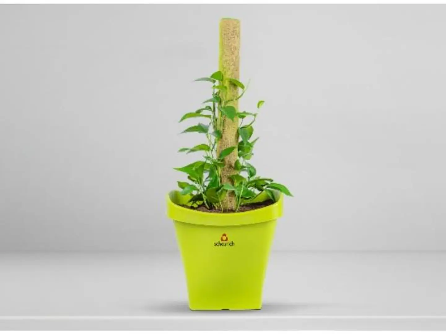 Scindapsus Aureus Plant Planted In A Plastic Pot