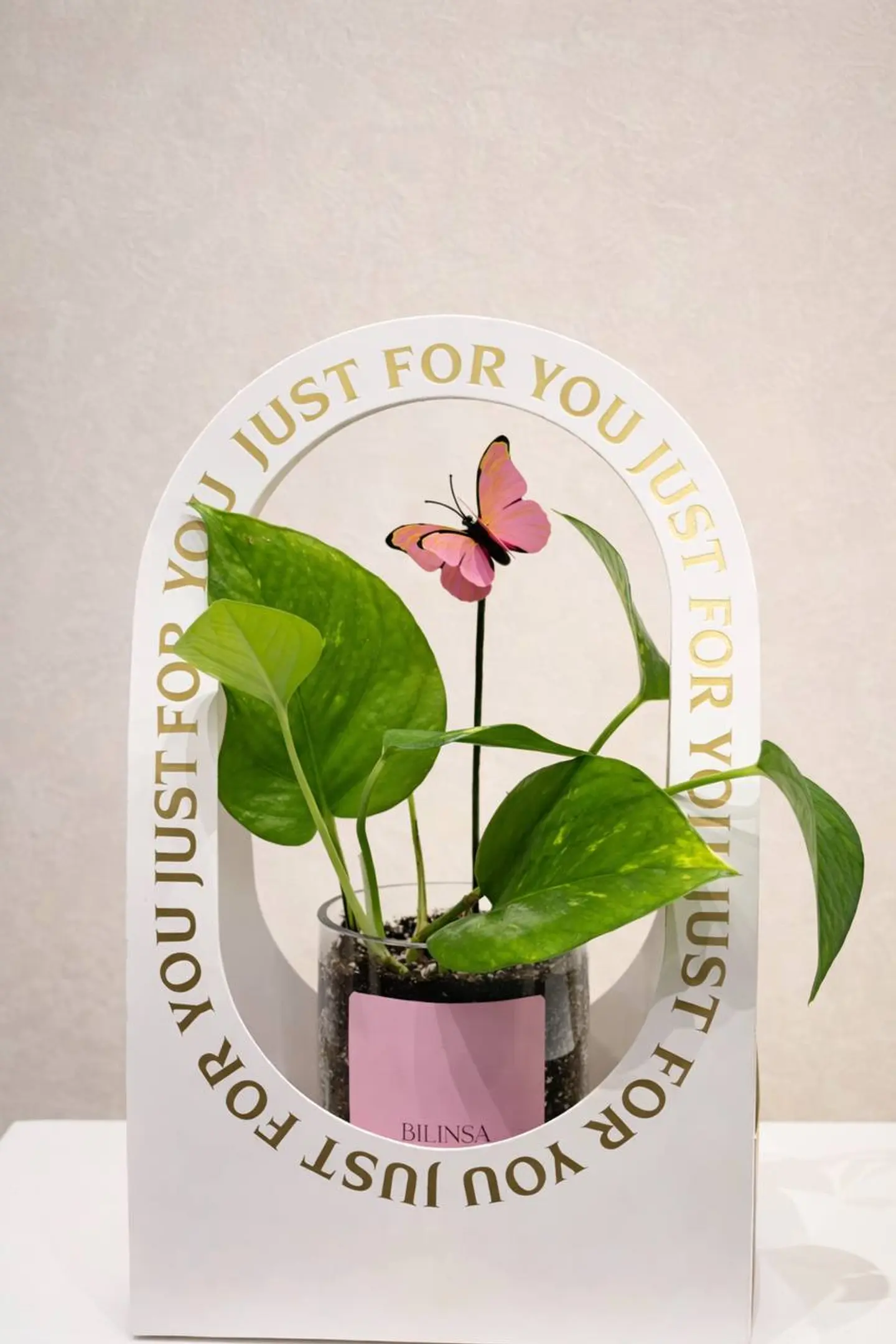 Plant With Elegant Bag