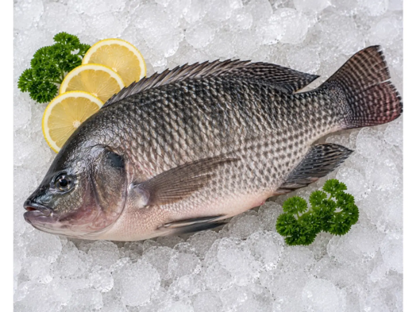 Tilapia