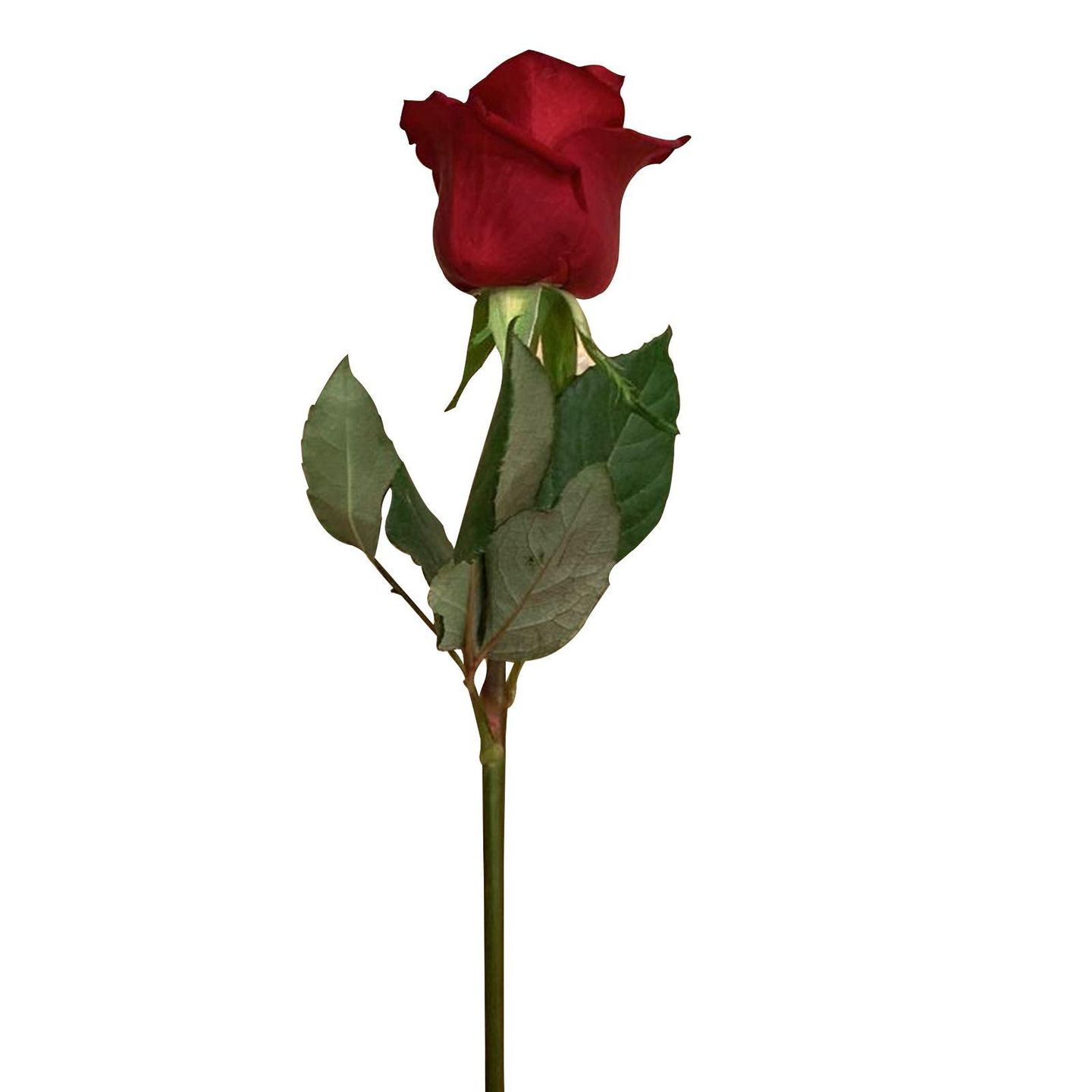 وردة حمراء
