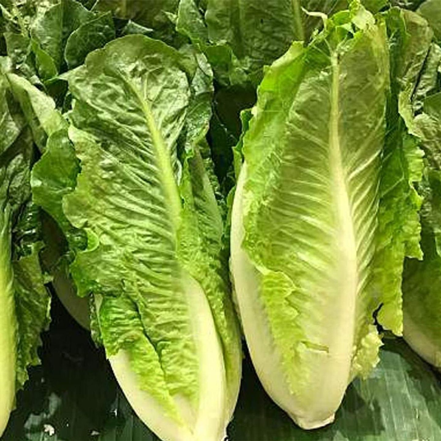 Lettuce Long