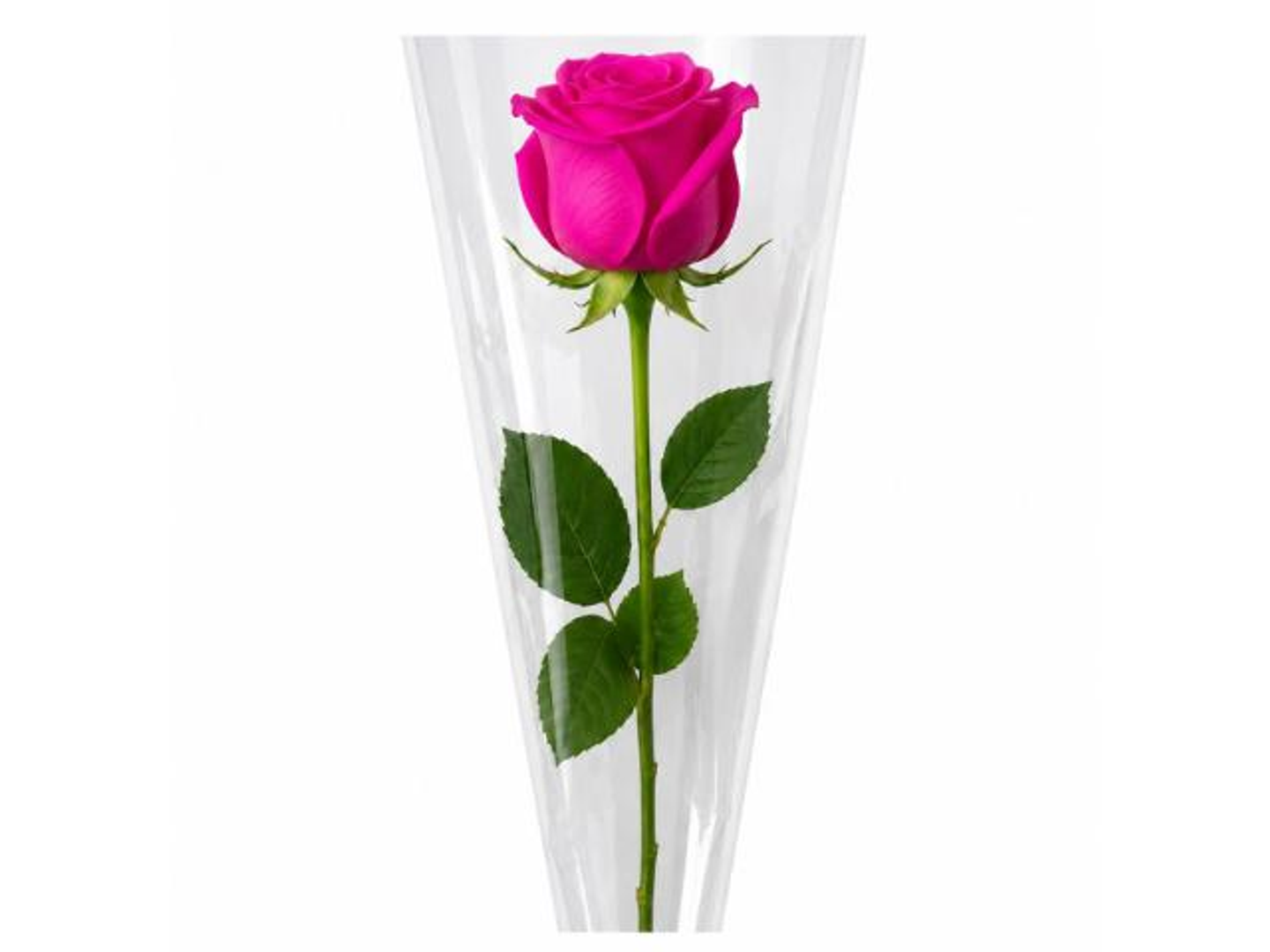 Elegant Fuchsia Rose