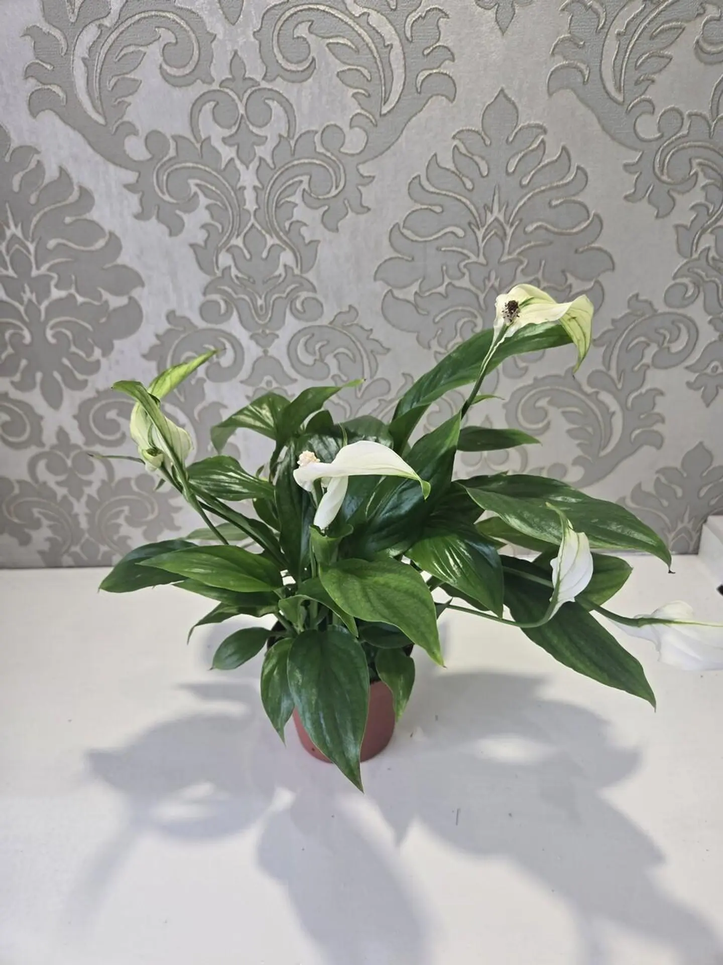 زنبق السلام