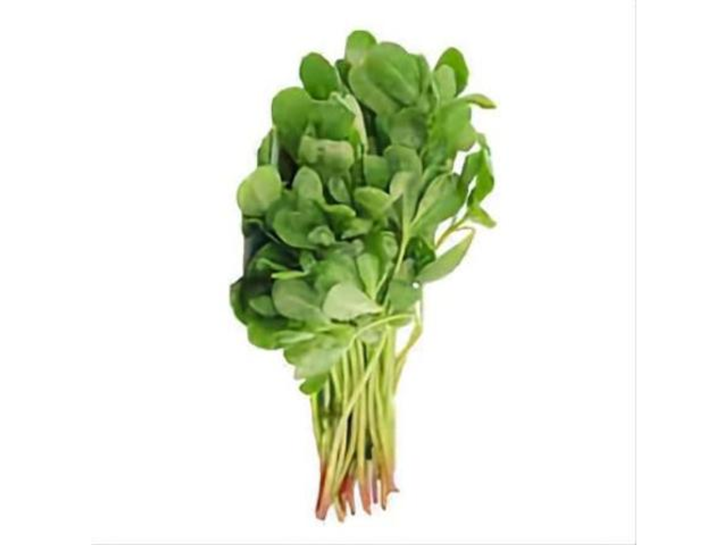 Bundle Of Purslane