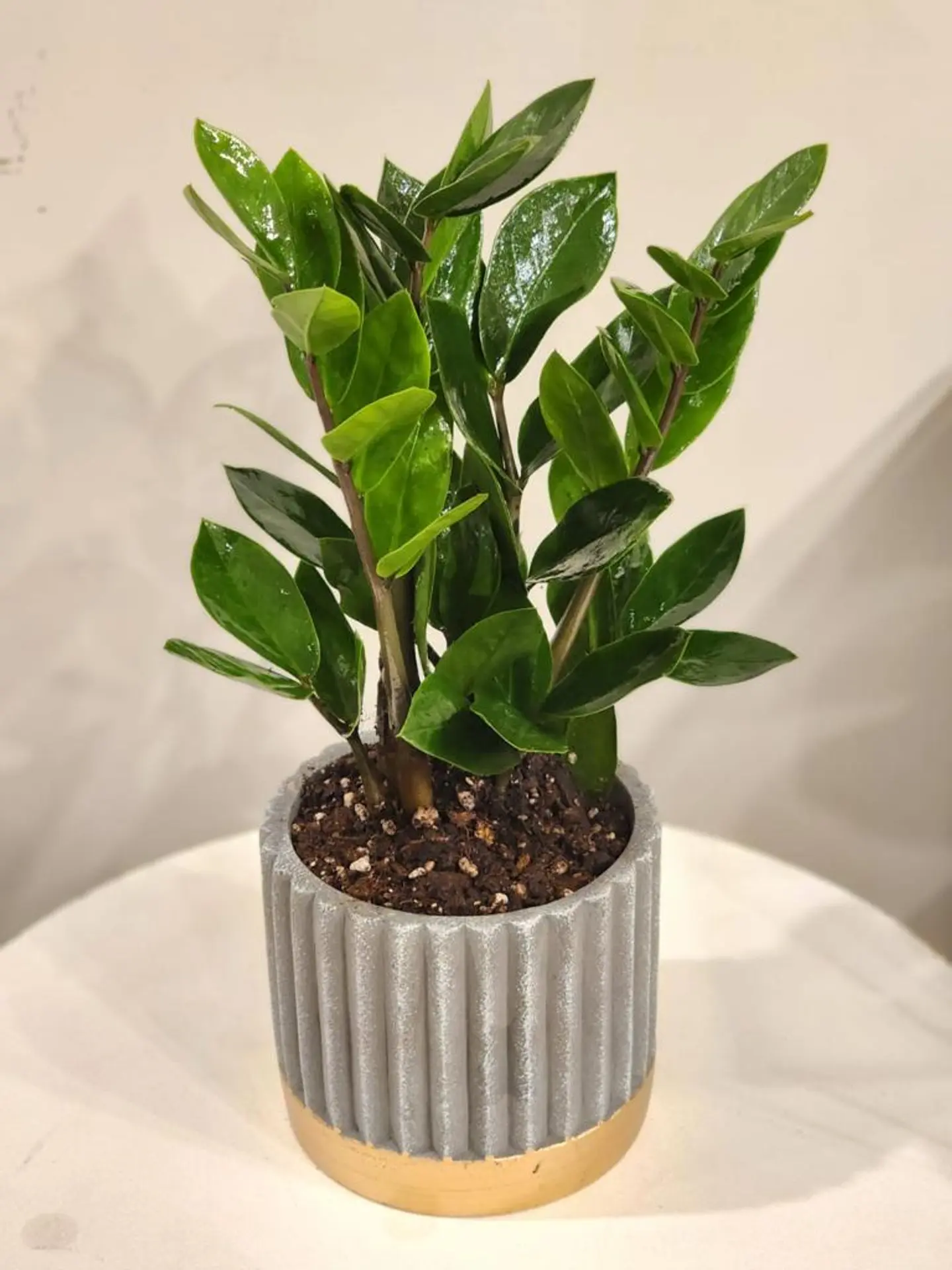 Zamia Planet