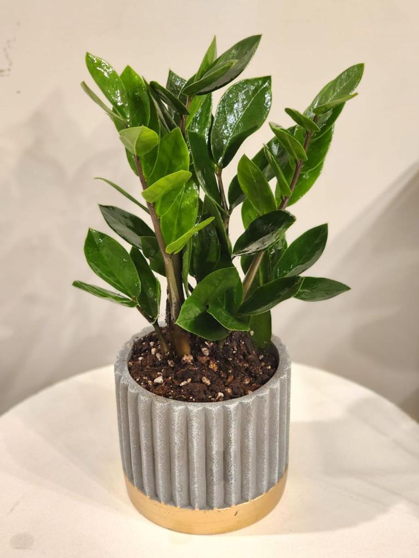 Zamia Planet