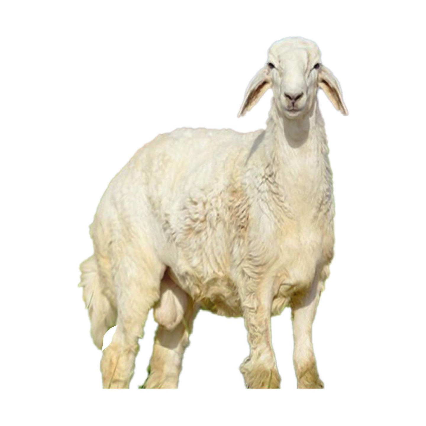 Saudi Whole Lamb Harri 14kg To 17kg