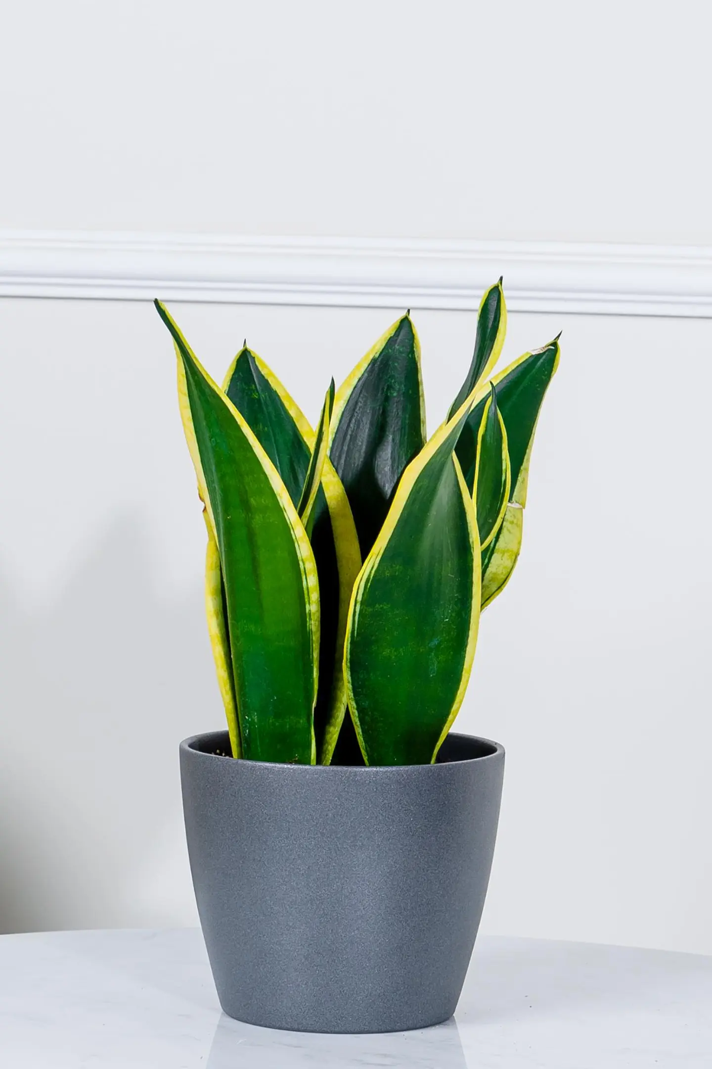 نبتة جلد النمر في أصيص سيراميك رمادي يلمع بشكل أنيق