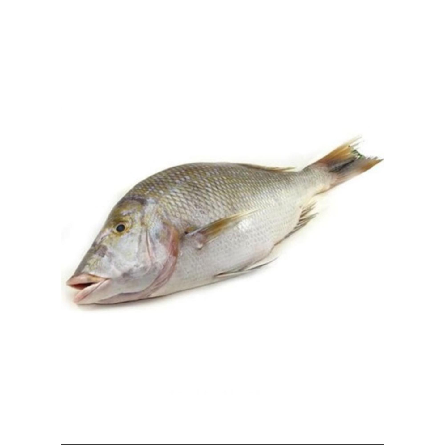 سمك شعور كبير