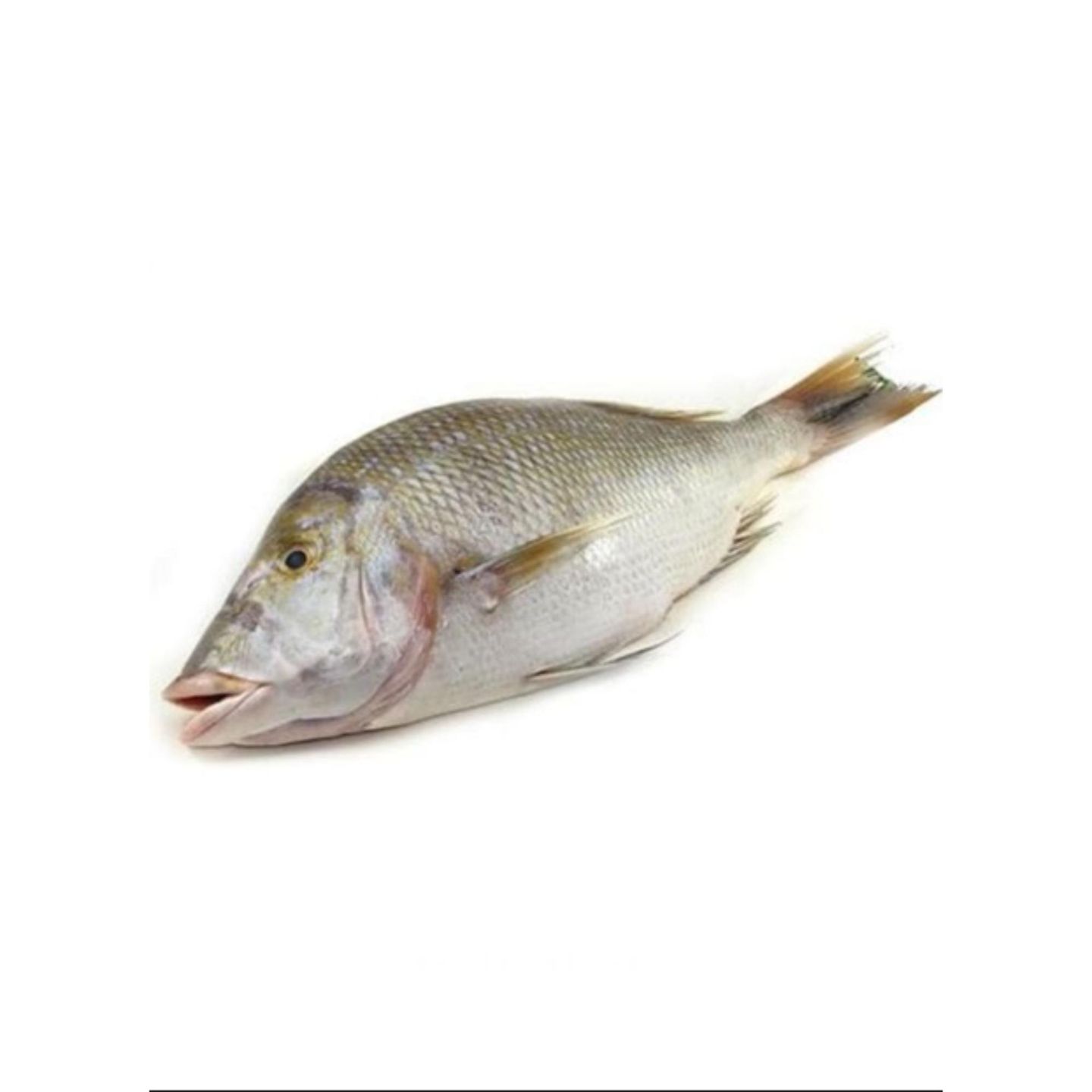 Emperor Fish