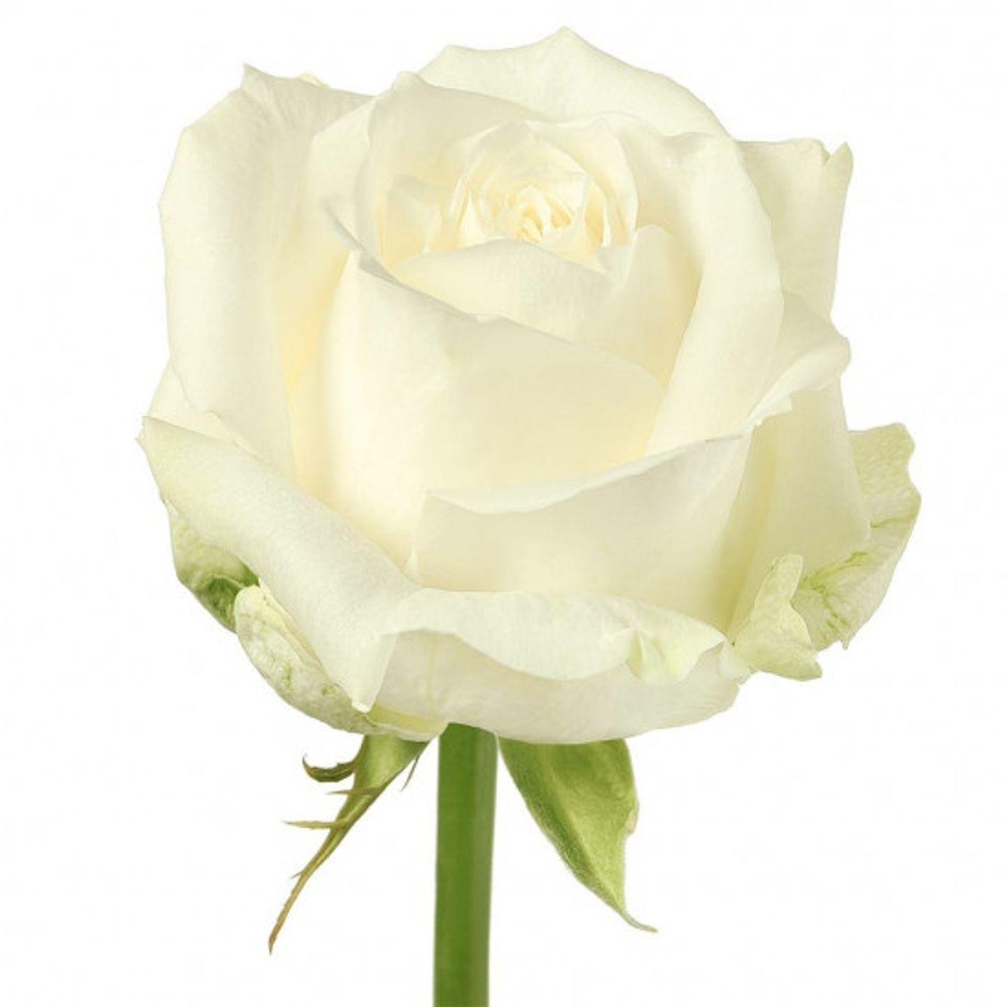 White Rose