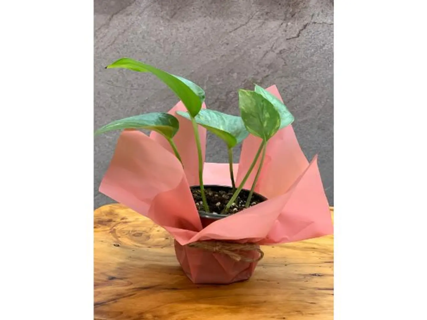 Pink Packaging Planting