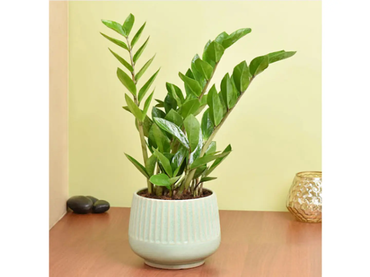 نبات تنقية الهواء